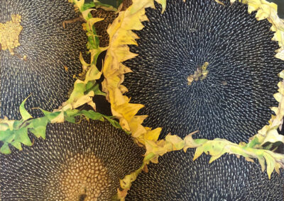 Sunflowers